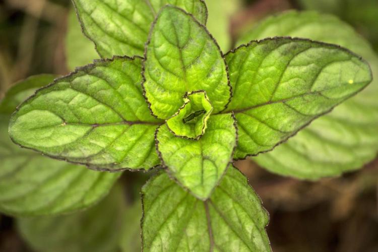 Peppermint Flavors: The Top 10 Aromatic & Fragrant Flavors