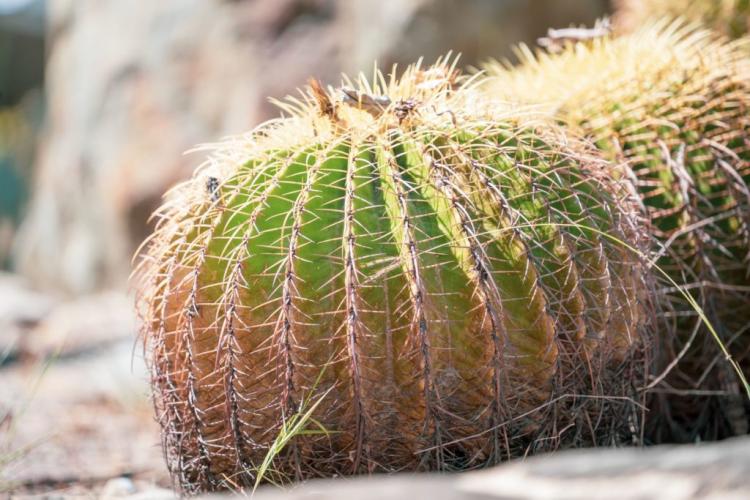 Fertilizing cacti: the perfect fertilization for the cactus