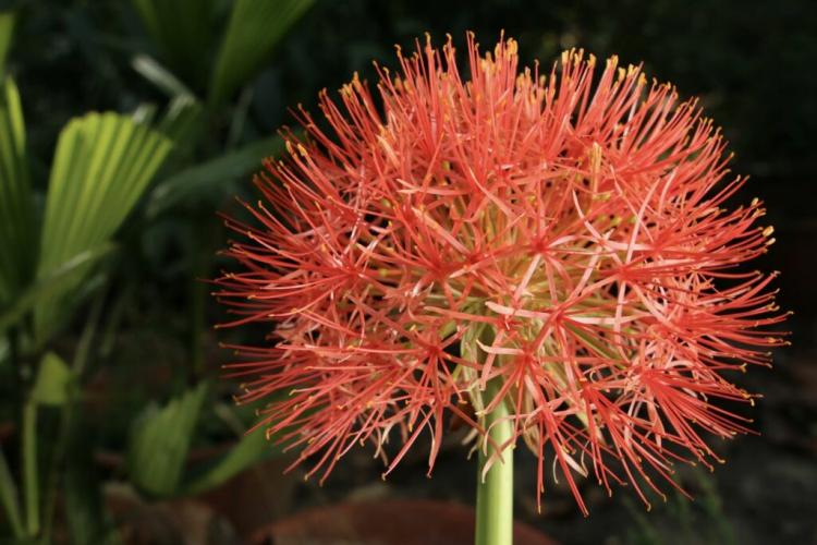 Blood flower: care, location & flowering time