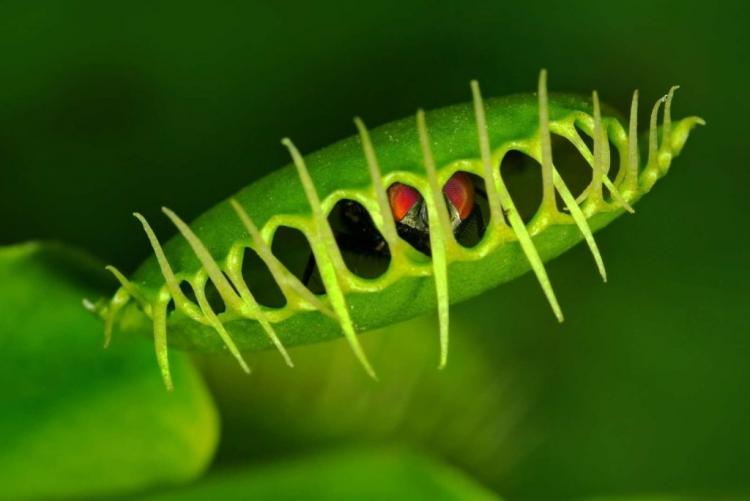 Caring for the Venus Flytrap: Tips For Optimal Care Of The Carnivore