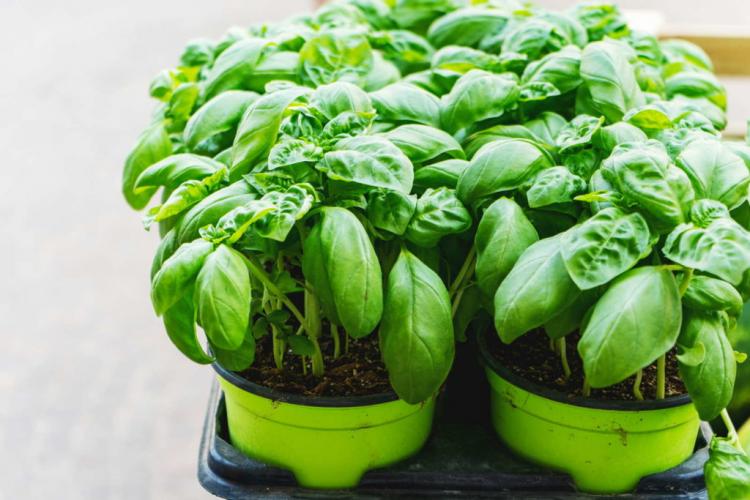 Caring for basil: Properly watering, fertilizing & cutting