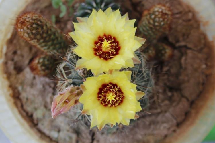 Fertilizing cacti: the perfect fertilization for the cactus