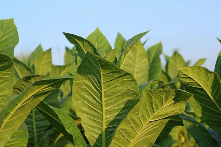 Growing tobacco plant: location, requirements & instructions