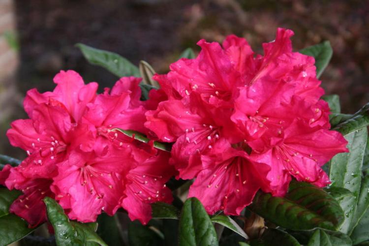 Beautiful foliage rhododendron varieties: Our top 20 for your garden